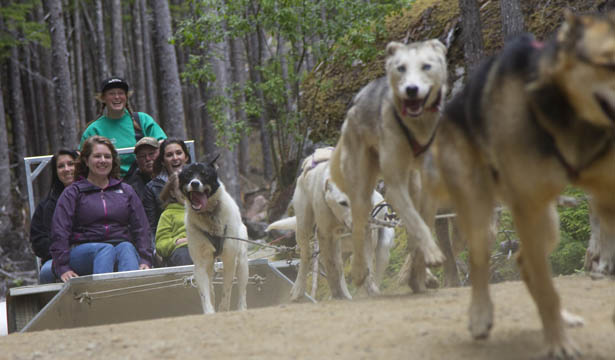 Sled Dog Adventure